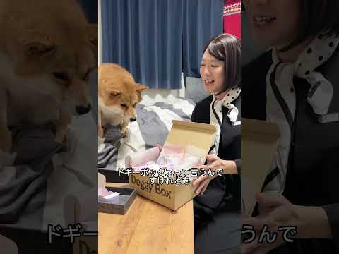 デパコス店員と商品を興味深そうに見る柴犬。　柴犬 shorts pr サムネイル