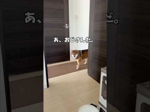 去り際に捨て台詞を吐く？🐕柴犬 サムネイル