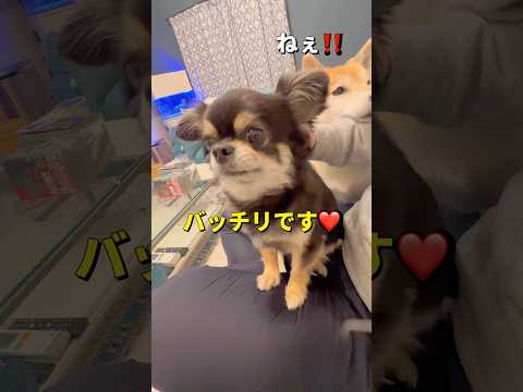 人気のマッサージ😂柴犬 チワワ shorts サムネイル