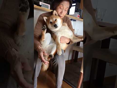 柴犬福 だいぶ前の姉とおばあさんと柴犬🤣Grandma and Sis and Shiba🤣姉と柴 shorts fu… サムネイル