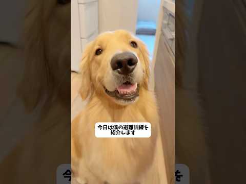 【避難訓練】 #大型犬 #ゴールデンレトリバー サムネイル