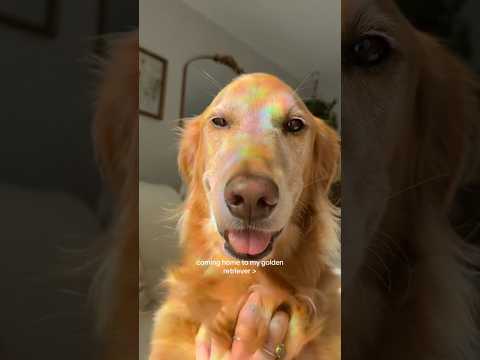 coming home to my golden retriever🥵goldenretreivers dog pup… サムネイル