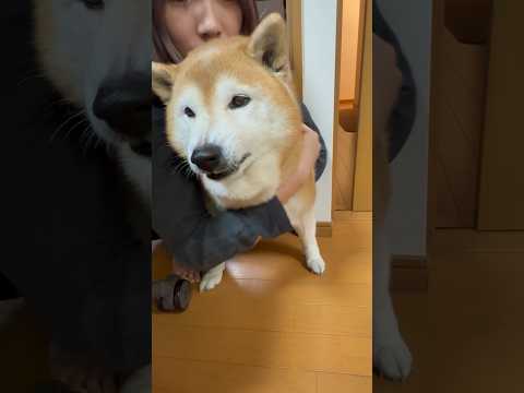 柴犬福 姉に歯向かい、ワニの自覚を再確認させられる柴犬🤣Sis and Shiba🤣姉と柴 shorts 柴犬 shi… サムネイル