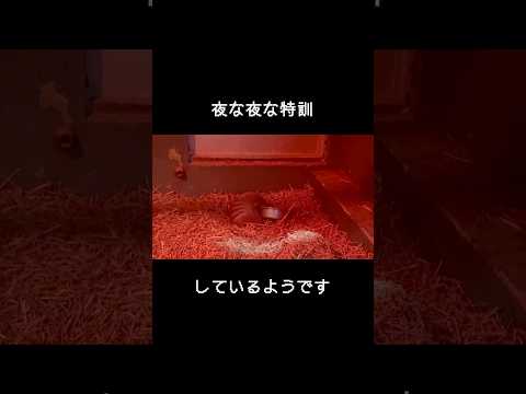 夜な夜な戦うアルマジロのアンクくん 東武動物公園 動物 zoo かわいい 動物園 アルマジロ アンク サムネイル