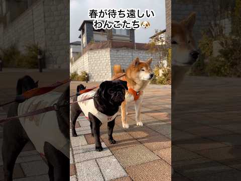 早く春が来てほしいね🐶 dog 柴犬 パグ doggie shibainu walking 散歩 cutedog pu… サムネイル