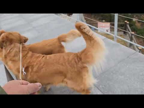 亀老山展望デッキからビスとイロハで望む来島海峡 ゴールデンレトリバーの親子と旅行 サムネイル