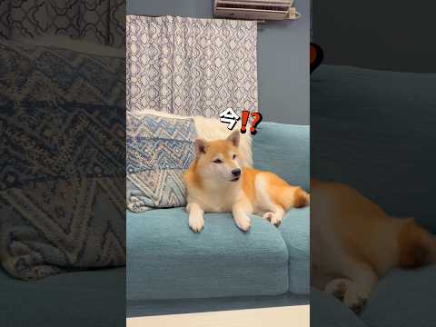 側にはいて欲しい⁉️😂柴犬 shibainu shorts サムネイル