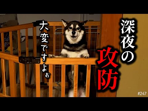 深夜の無限ループ。柴犬に連続で起こされ続けた末路… サムネイル