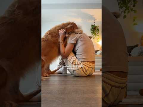 dog-tor coby to rescue🛟goldenpup puppy goldenpupppy dogbree… サムネイル