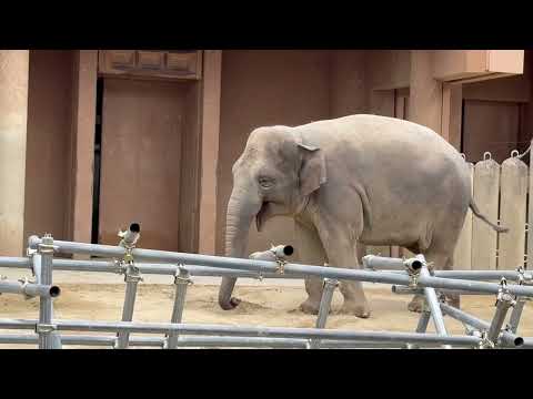 アヌラママと娘たち☺️ アジアゾウ　東山動植物園にて　2025年12月13日 サムネイル