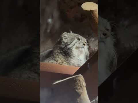 shorts クリョンくん 前評判通りのイケメンでした〜☺️ マヌルネコ　上野動物園にて　2026年2月6日 サムネイル