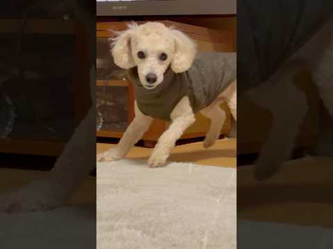 shorts 動くと見せて動かないタローちゃん　トイプードル　2026年1月21日 サムネイル