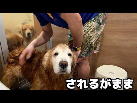 されるがまま洗われるゴールデンレトリバー｜ミント君のお風呂 サムネイル