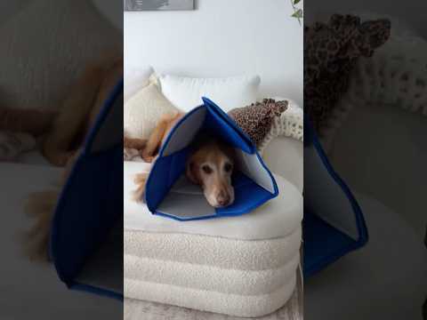 coming home to my golden retriever🥵goldenretreivers dog pup… サムネイル