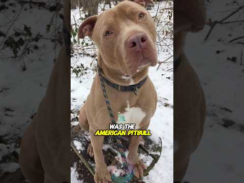 Was the American Pit Bull Terrier Ever a Terrier at All? #s… サムネイル