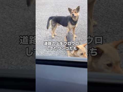 道路の上をウロウロしていた野良犬に遭遇した 野良犬 保護犬 野犬 shorts