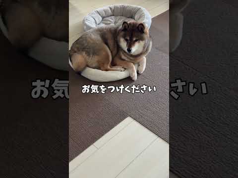 柴犬の注意喚起🤔