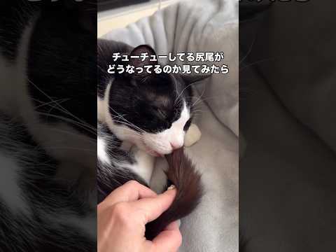 長い間美味しそうに吸っている愛猫の尻尾を取り出してみたらびっちゃびちゃだった件 ハチワレ ハチワレ猫 猫の尻尾 sho… サムネイル