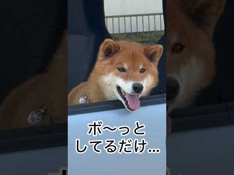 ’26.4.19 力丸の、なが〜い鼻？ 柴犬 shibainu 柴犬のいる暮らし 柴犬の日常 水を飲む犬 お散歩 力丸