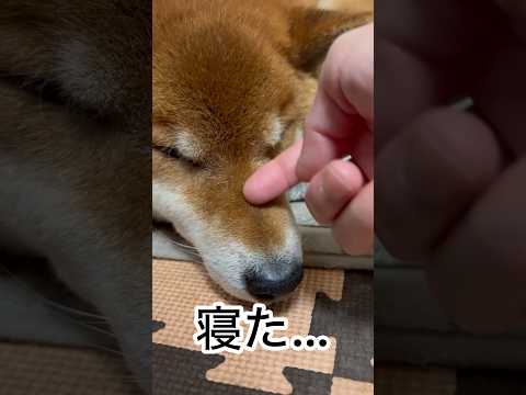 ’26.2.13 力丸の寝場所が決まるまで… 柴犬 shibainu 柴犬のいる暮らし 柴犬の日常 眠る犬 水を飲む犬… サムネイル