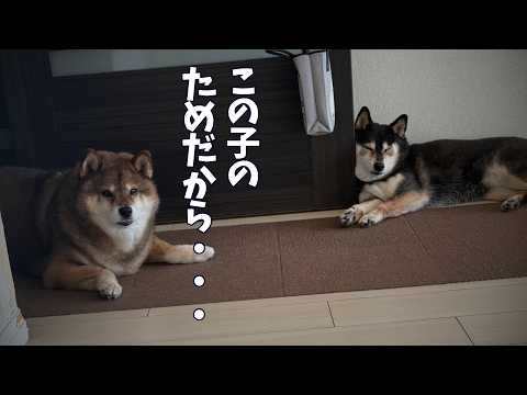 同居犬思いの柴犬が思わずとった行動・・・🐕 サムネイル