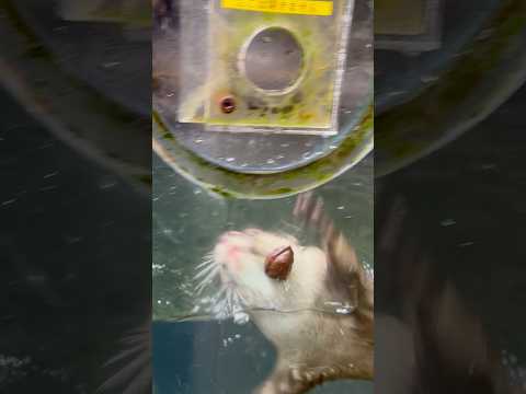 shorts 胡桃を見せてくれるコツメカワウソさん　那須どうぶつ王国にて　2026年1月11日 サムネイル