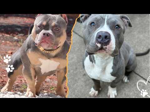 What’s the Difference Between Pit Bulls and American Bullies サムネイル