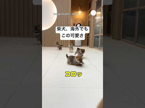 世界共通。柴犬、海外でもこの可愛さ　　柴犬　犬　かわいい　犬のいる暮らし 癒し サムネイル