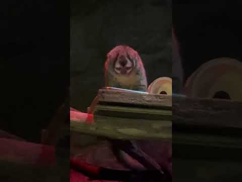 shorts お食事中でした〜　ヨザル　上野動物園にて　2026年2月6日 サムネイル