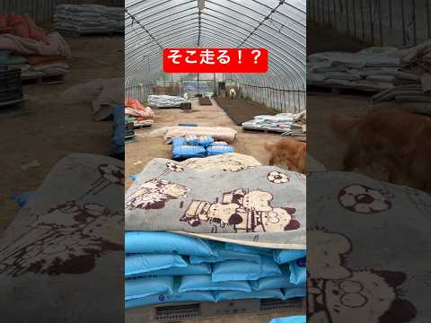 暴走する豆きちを心配するライト