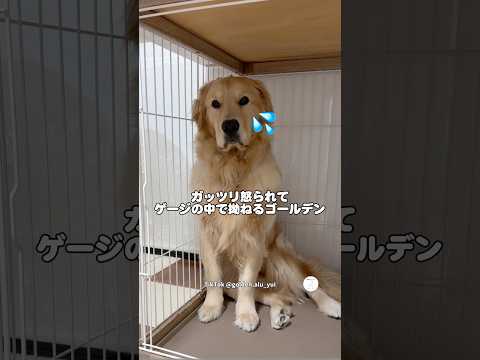 怒られて反省が顔に出すぎてるゴールデンレトリバー　　　ゴールデンレトリバー  大型犬　犬　かわいい犬 犬のいる暮らし サムネイル