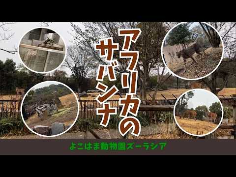 【よこはま動物園ズーラシア】アフリカのサバンナ🦒🦓🐐🐆