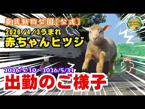 赤ちゃんヒツジ 出勤のご様子 2026/5/10～2026/5/31〔東武動物公園　公式YouTubeチャンネル〕