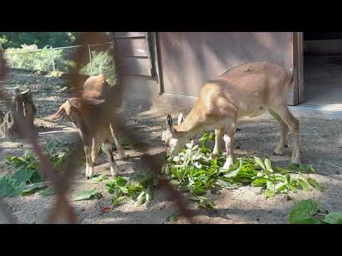 動物解説直前！　マーコール　大森山動物園にて　2026年9月22日