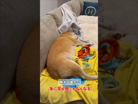 【柴犬あるある】洋犬と日本犬おしっこへ行く時の違い… 柴犬 シベリアンハスキー short shorts サムネイル