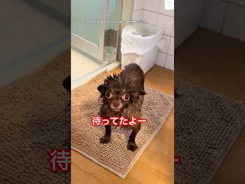 風呂上がり、タオル忘れたらマットの上で待ってた犬　チワワ　犬　かわいい犬 犬のいる暮らし いぬ サムネイル