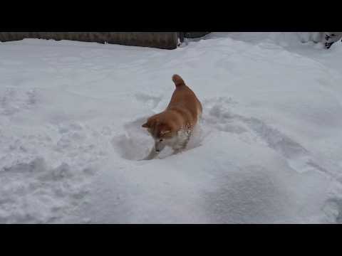 荒ぶるモモさん サムネイル