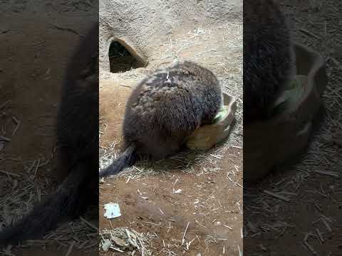 shorts モグモグ  ウッドチャック さん　那須どうぶつ王国にて　2026年3月27日 サムネイル