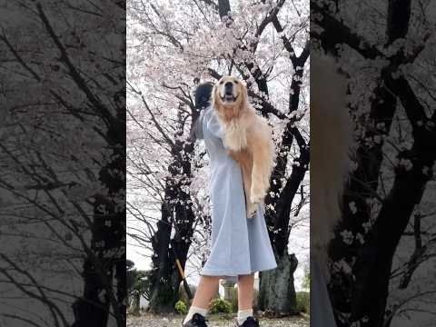 お花見したよ🌸 大型犬 ゴールデンレトリバー サムネイル