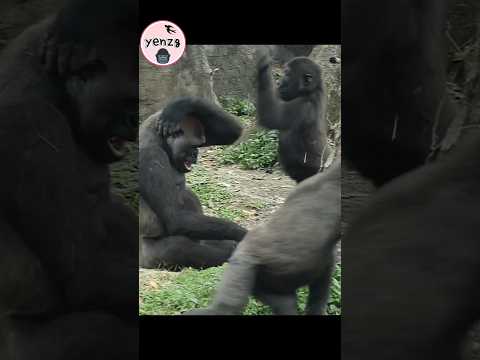 funny Tayari & Ringo 🤣 gorilla gorillatag taipeizoo animals…
