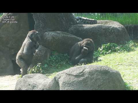 gorilla D'jeeco family叫Iriki午睡/Iriki被Jabali嚇到。摸Tayari/Jabal… サムネイル