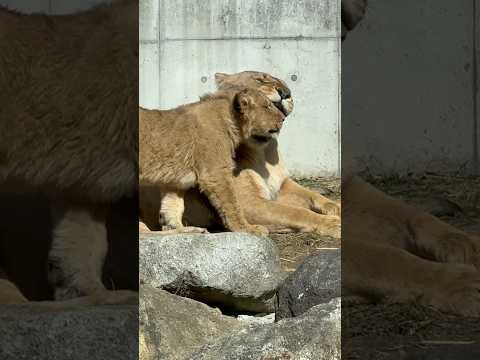 shorts ママとアルくんとデンくん　ライオン🦁　のんほいパーク　2026年2月13日