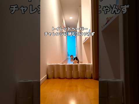 トイレットペーパーチャレンジする3にゃんず ミヌエット トイレットペーパー ミヌエット短足 shorts