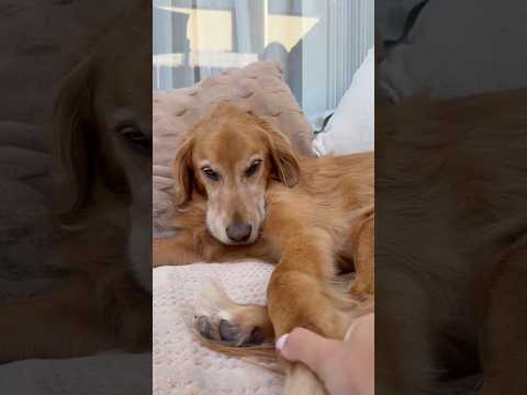 coming home to my golden retriever🥵 goldenretreiver dog ind… サムネイル