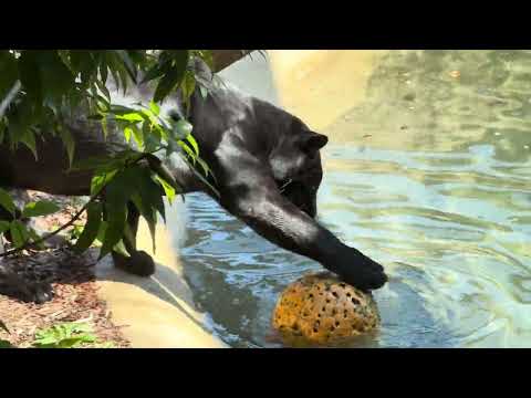 小麦ちゃんとアステカくん♪ ジャガー　日立市かみね動物園にて　2025年4月12日   IMG 7095 サムネイル