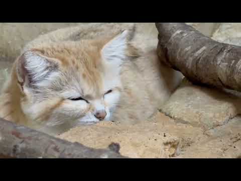 眠そうなジャミールさん　スナネコ　那須どうぶつ王国にて　2026年4月11日