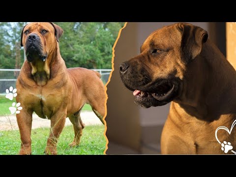 Boerboel Built to Guard, Not to Bark サムネイル
