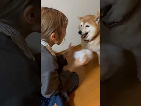 柴犬福 姉と柴犬の洗濯バサミ遊び🤣Sis and Shiba🤣姉と柴 japanesedog 柴犬 shibainu… サムネイル