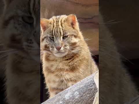 shorts ビワくん　アムールヤマネコ　那須どうぶつ王国にて　2026年3月27日 サムネイル