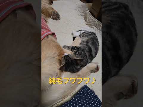 今日のキビッチャン 子猫とゴールデンレトリバービスとイロハ cat goldenretriever ゴールデンレトリバ… サムネイル